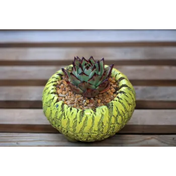 Natural Bonsai Plants